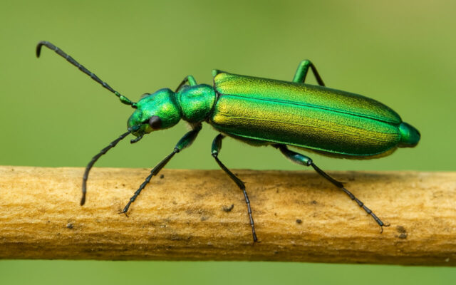 Španjolske mušice - Sex Shop Fortuna