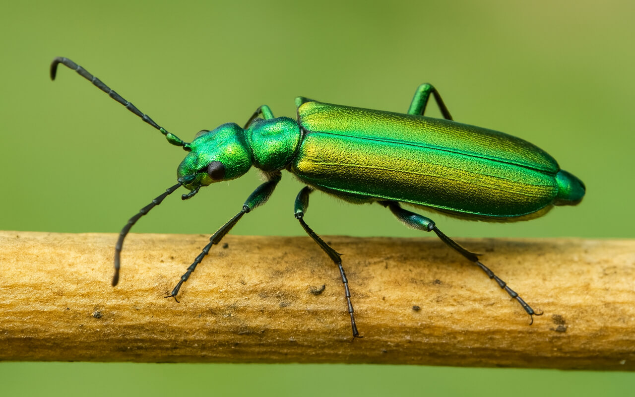 Španjolske mušice - Sex Shop Fortuna